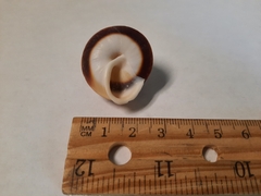 Caracolus