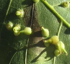 Caryomyia inclinata