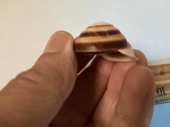 Caracolus