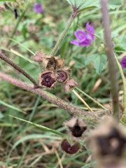 Malva sylvestris mauritiana