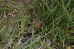 Opiliones