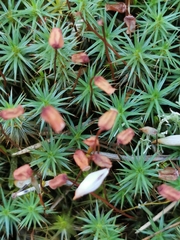 Polytrichum juniperinum