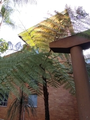 Cyatheaceae