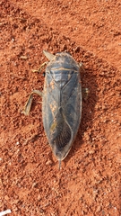 Lethocerus annulipes