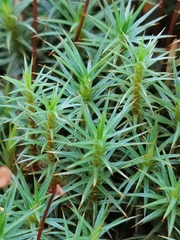 Polytrichum juniperinum