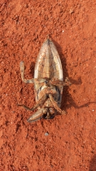 Lethocerus annulipes