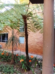 Cyatheaceae