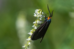 Ctenucha virginica