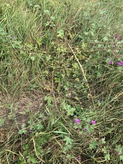 Malva sylvestris mauritiana