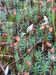 Polytrichum juniperinum