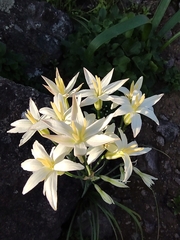 Leucocoryne alliacea
