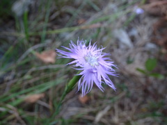 Dianthus hyssopifolius