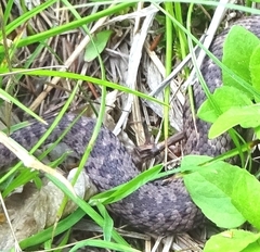 Vipera berus