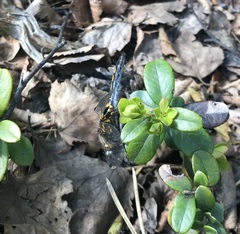 Leucorrhinia rubicunda