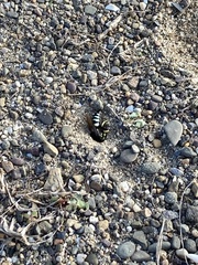 Bicyrtes quadrifasciatus