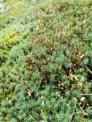 Polytrichum juniperinum