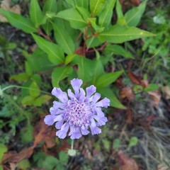 Scabiosa lachnophylla