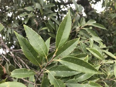 Castanopsis carlesii