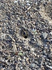 Bicyrtes quadrifasciatus