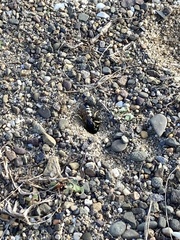 Bicyrtes quadrifasciatus