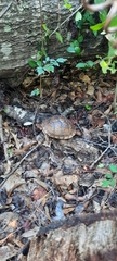 Terrapene carolina triunguis