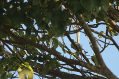 Melanerpes chrysogenys