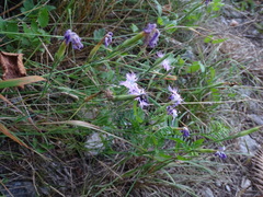 Dianthus hyssopifolius