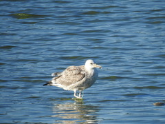 Larus cachinnans