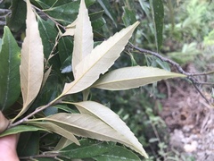 Castanopsis carlesii