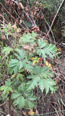 Rubus laciniatus