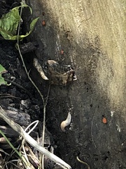 Deroceras reticulatum