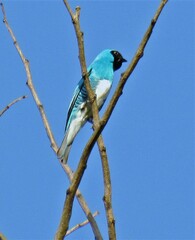 Tersina viridis