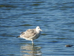 Larus cachinnans