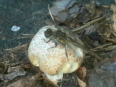 Neolentinus lepideus
