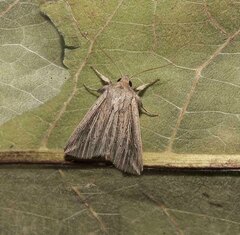Mythimna riparia
