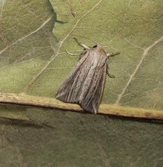 Mythimna riparia