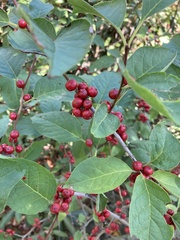 Ilex montana