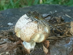 Neolentinus lepideus