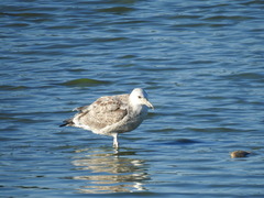 Larus cachinnans