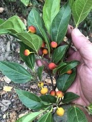 Ficus irisana