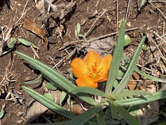 Talinum aurantiacum