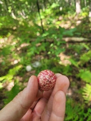Amphibolips quercusjuglans