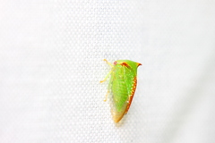 Stictocephala militaris