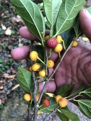 Ficus irisana
