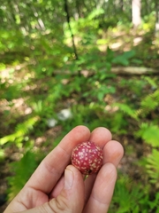 Amphibolips quercusjuglans
