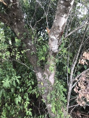 Castanopsis carlesii