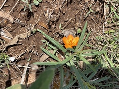 Talinum aurantiacum