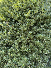 Ilex × meserveae