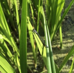 Coenagrion pulchellum