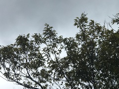 Castanopsis carlesii